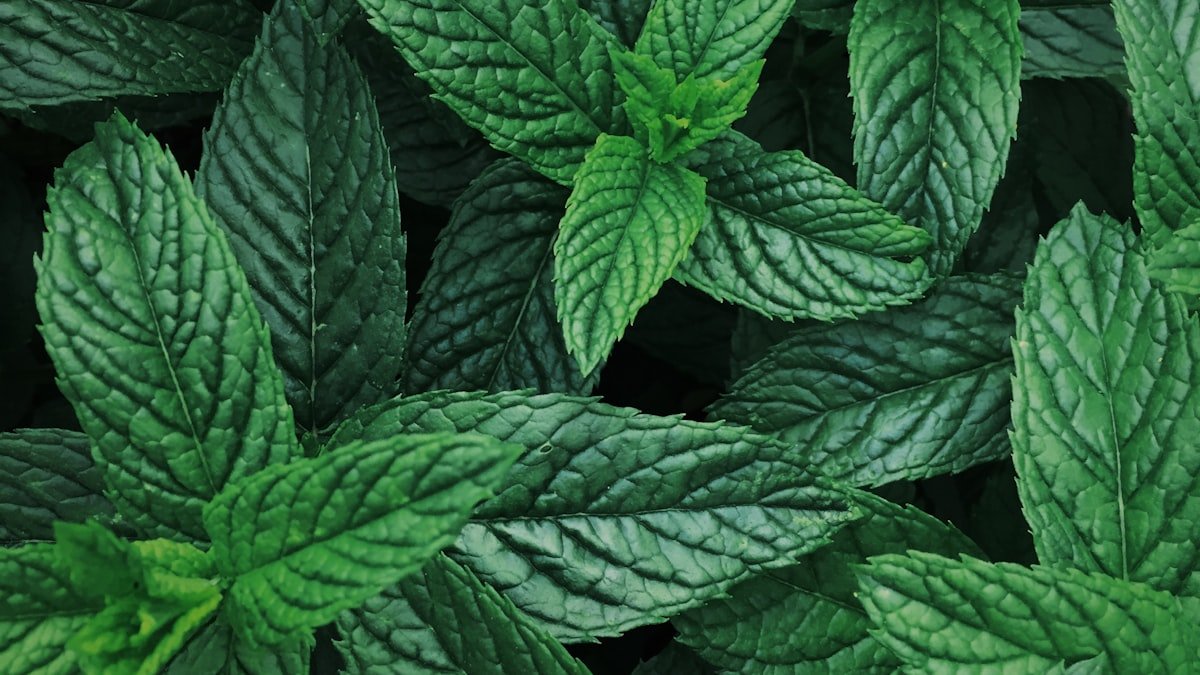 What Are Nicotine Pouches? A Complete Beginner's Guide for India — ZeroSmoke blog